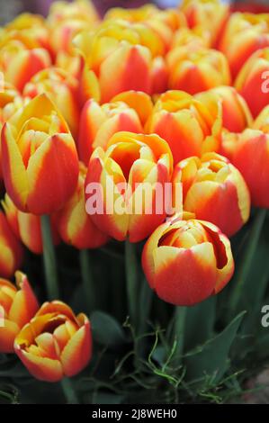 Un bouquet de tulipes rouge et jaune (Tulipa) Minsk dans un jardin en avril Banque D'Images