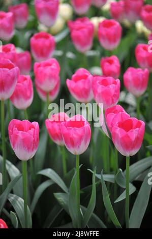 Rose et blanc Darwin tulipes hybrides (Tulipa) Momotaro fleurissent dans un jardin en mars Banque D'Images