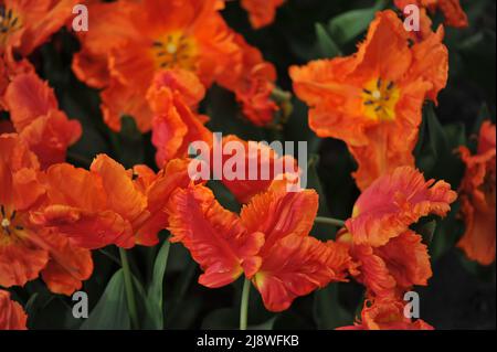 Tulipes d'orange (Tulipa) Monarch le perroquet fleurit dans un jardin en mars Banque D'Images