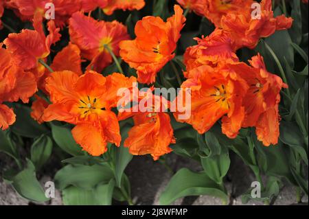 Tulipes d'orange (Tulipa) Monarch le perroquet fleurit dans un jardin en mars Banque D'Images