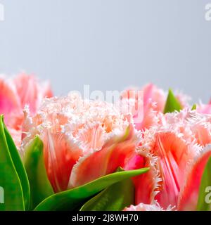 Tulipes rouges à franges roses. De belles fleurs en cadeau à votre petite amie. Banque D'Images