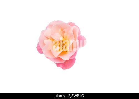 grande fleur rose de roses isolée sur blanc Banque D'Images