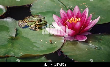 La grenouille verte de l'étang est assise sur une feuille verte, à côté d'une fleur rose de grand lis Banque D'Images