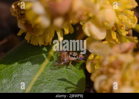 Macrophotographie d'un spécimen de Ceratitis capitata (mouche méditerranéenne des fruits) sur les feuilles d'un Laurier au début du printemps Banque D'Images