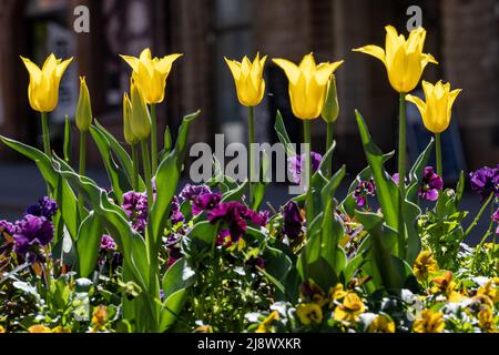 Tulipes jaunes et pansies violettes dans un lit de fleurs sur la rue principale Drottninggatan à Norrköping pendant le printemps en Suède. Banque D'Images