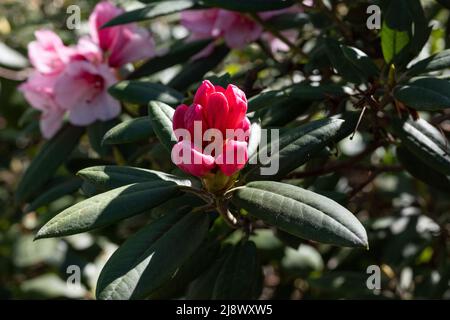 Le Rhododendron fleurit dans la vallée du Rhododenron à Abacarna, le parc de la ville le long de la rivière Motala à Norrkoping, en Suède Banque D'Images