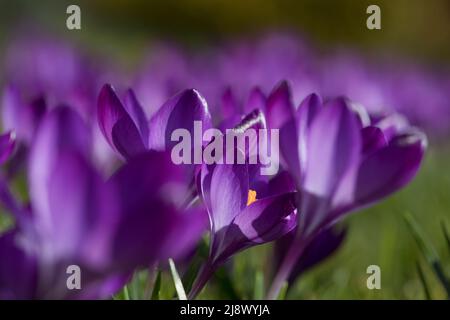 Crocus tommasinianus Ruby Giant en fleur au printemps, Angleterre, Royaume-Uni Banque D'Images