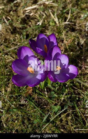 Crocus tommasinianus Ruby Giant en fleur au printemps, Angleterre, Royaume-Uni Banque D'Images