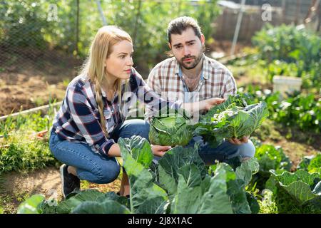 Couple de jeunes jardiniers cueillant du chou frais dans un jardin ensoleillé Banque D'Images