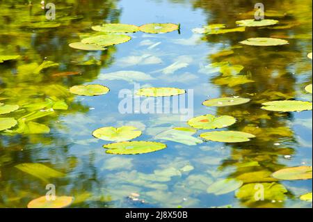 Nénuphars verts avec feuilles ovales flottantes en été Banque D'Images