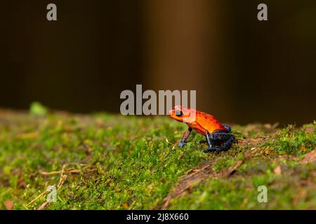 Grenouille de poison aux fraises (Oophaga pumilio) ou grenouille de poison-dart aux fraises (sujet contrôlé) Banque D'Images