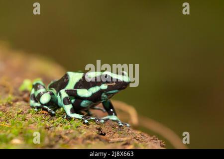 Grenouille de poison verte et noire (Dendrobates auratus) ou grenouille flèche verte et noire Banque D'Images