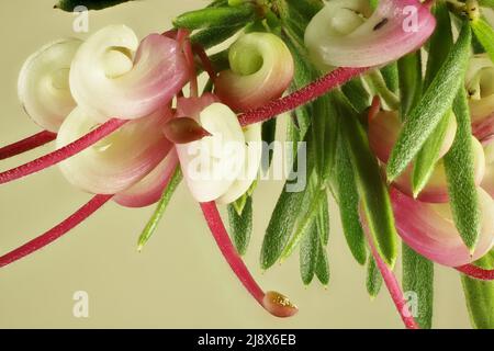 Gros plan sur les fleurs et le feuillage de Grevillea 'Forest Rambler' Banque D'Images