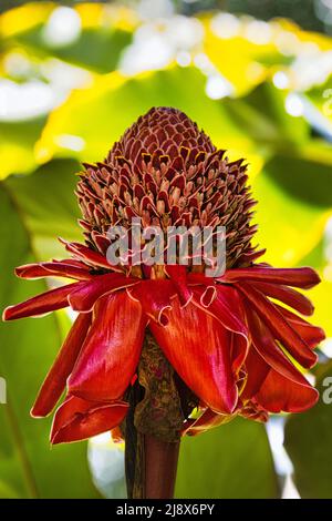 Belle grande torche rouge gingembre croissant dans la forêt tropicale le long de la route à hana. Banque D'Images