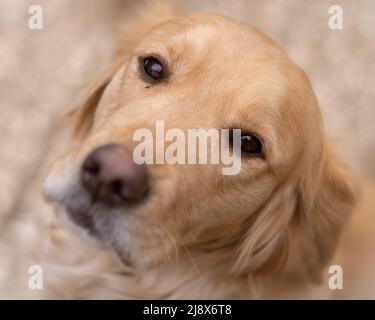 Portrait d'un Golden Retriever Banque D'Images