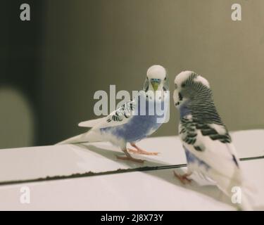 Budgerigar et sa réflexion dans le miroir Banque D'Images