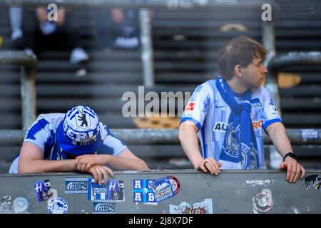 Dortmund, Allemagne. 14th mai 2022. Déçus fans de B après le match, football 1st Bundesliga, 34th match day, Borussia Dortmund (DO) - Hertha BSC Berlin (B) 2: 1, le 05/14/2022 à Dortmund/Allemagne. #DFL règlements interdisent toute utilisation de photographies comme séquences d'images et/ou quasi-vidéo # crédit: dpa/Alay Live News Banque D'Images