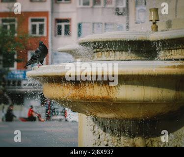 Un pigeon baignant dans la fontaine historique Banque D'Images