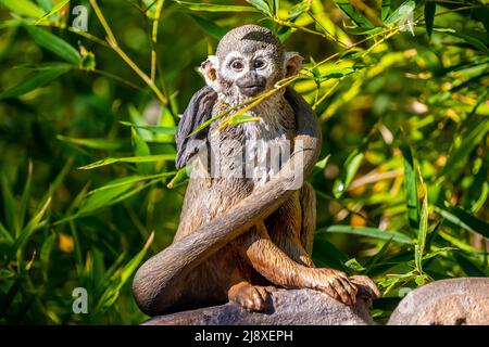 Tucson, Arizona, États-Unis - 8 novembre 2021 : le zoo de Reid Park Banque D'Images