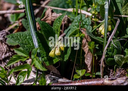 Symphytum tuberosum fleur dans le pré Banque D'Images