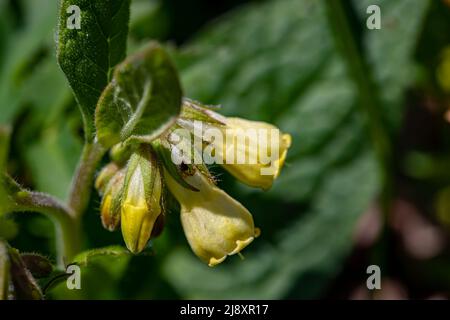 Symphytum tuberosum fleur dans le pré, macro Banque D'Images