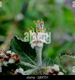 Jeunes pommes de fruits après avoir fleuri dans le jardin. Jeunes bourgeons de pomme primordium. Jeune pomme au stade des fruits. Ensemble de fruits et congé vert avec fond sombre Banque D'Images