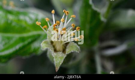 Jeunes pommes de fruits après avoir fleuri dans le jardin. Jeunes bourgeons de pomme primordium. Jeune pomme au stade des fruits. Ensemble de fruits et congé vert avec fond sombre Banque D'Images