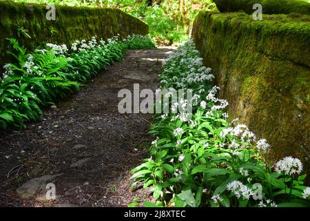 Ail sauvage en fleur, Crimsworth Dean, Hebden Bridge, West Yorkshire Banque D'Images