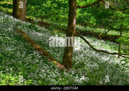 Ail sauvage en fleur, Crimsworth Dean, Hebden Bridge, West Yorkshire Banque D'Images