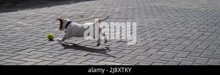 Jack Russell Terrier, un chiot aux cheveux lisses et aux cheveux purs, joue dans la rue. Joyeux petit chien compagnon court et saute pour un ballon de tennis. Actif quatre Banque D'Images