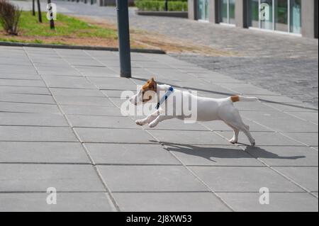 Puppy Jack Russell Terrier court sur le trottoir. Un petit chien drôle dans un collier bleu joue en marchant. Le compagnon idéal. Un animal intelligent. Banque D'Images