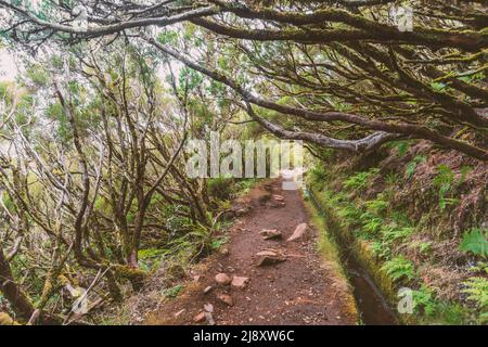 Sentier de montagne en forêt relique le long de la voie navigable de levada sur l'île de Madère, Portugal Banque D'Images