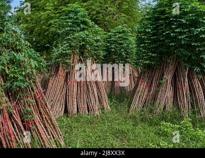 Bouquet de plantes de manioc à cultiver dans la prochaine récolte Banque D'Images