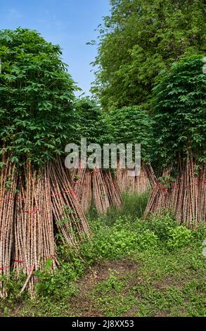 Bouquet de plantes de manioc à cultiver dans la prochaine récolte Banque D'Images