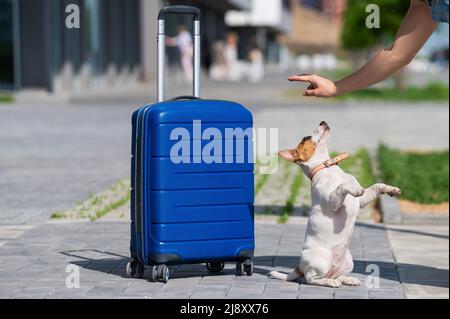 Le chiot obéissant se porte sur ses pattes arrière, près d'une valise bleue. Banque D'Images