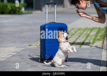 Le chiot obéissant se porte sur ses pattes arrière, près d'une valise bleue. Banque D'Images