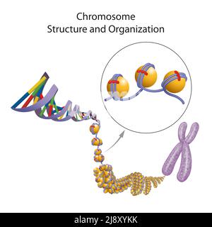 Structure et organisation chromosomiques Banque D'Images