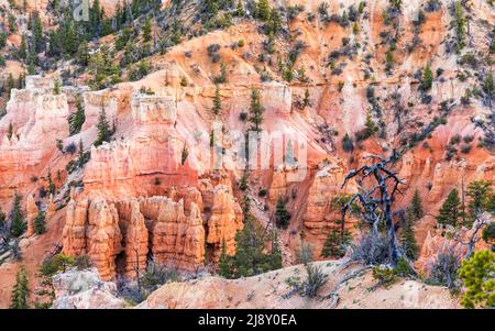 Un arbre mort sur une crête dans la douce lumière du crépuscule le long du sentier de Fairyland Loop dans le parc national de Bryce Canyon, Utah. Banque D'Images