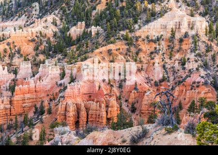 Un arbre mort sur une crête dans la douce lumière du crépuscule le long du sentier de Fairyland Loop dans le parc national de Bryce Canyon, Utah. Banque D'Images