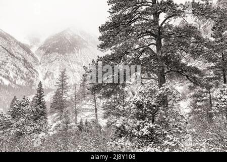 Un arbre de cèdre au large du sentier des chutes d'Agnes Vaille, avec le mont Antero perdu dans les nuages et la neige lors d'une journée d'hiver près de Northrop, Colorado. Banque D'Images