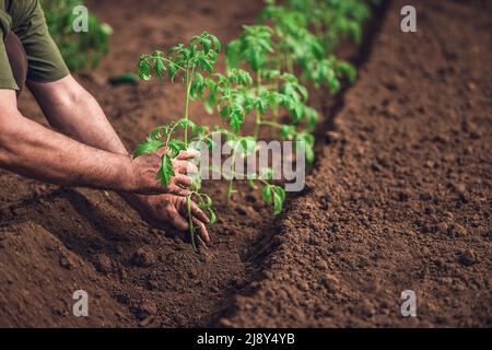 Agriculteur détenant une plante de tomate en serre, légumes biologiques locaux. Banque D'Images