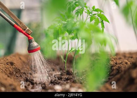 Fermier arroser la plante de tomate en serre, légumes biologiques maison. Banque D'Images
