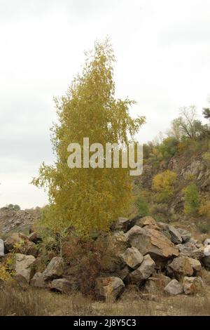 Bouleau solitaire sur les rochers Banque D'Images
