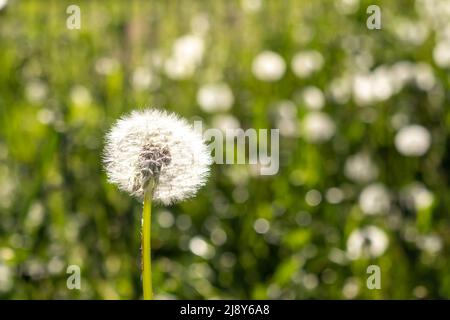 Pissenlit blanc contre un champ vert flou avec des pissenlits. Banque D'Images