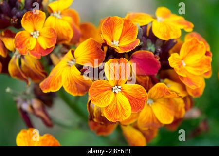 Orange Erysimum cheiri feu King gros plan portrait des fleurs Banque D'Images