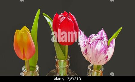 Les tulipes sur fond noir Banque D'Images