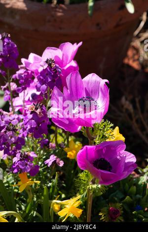 Gros plan de la fleur rose d'Anemone coronaria au printemps vue latérale Banque D'Images