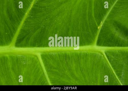 Den Helder, pays-Bas, mai 2022. Les veines d'une feuille de palmier verte. Photo de haute qualité Banque D'Images
