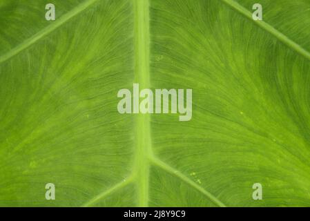 Den Helder, pays-Bas, mai 2022. Les veines d'une feuille de palmier verte. Photo de haute qualité Banque D'Images