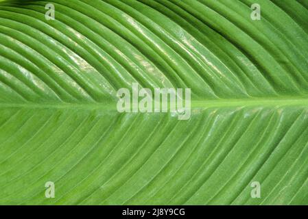 Den Helder, pays-Bas, mai 2022. Les veines d'une feuille de palmier verte. Photo de haute qualité Banque D'Images
